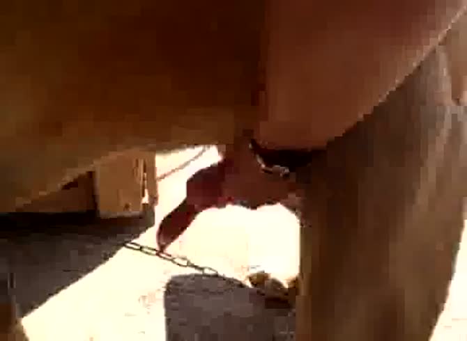 Video :Nerdy chick jacks off dog dick and sucked it